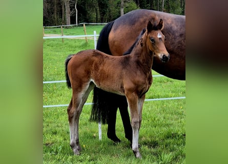 Oldenburg, Mare, , 16,1 hh, Bay-Dark