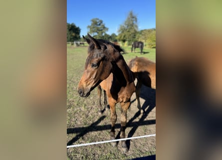 Oldenburg, Mare, Foal (04/2025), 16,1 hh, Bay-Dark