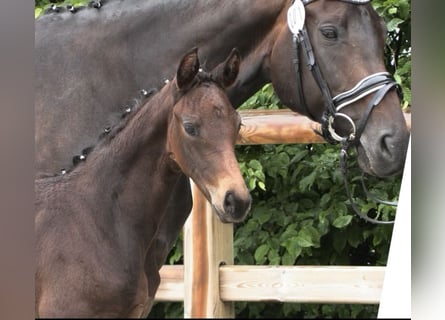 Oldenburg, Mare, , 16,1 hh, Bay-Dark