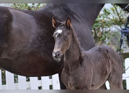 Oldenburg, Mare, , 16,1 hh, Black