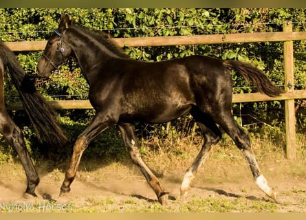 Oldenburg, Mare, Foal (04/2025), 16,1 hh, Black