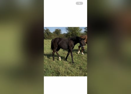 Oldenburg, Mare, Foal (03/2025), 16,1 hh, Brown