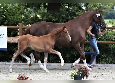 Oldenburg, Mare, Foal (04/2025), 16,1 hh, Chestnut-Red