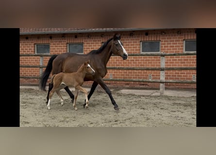 Oldenburg, Mare, , 16,1 hh, Chestnut-Red