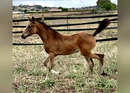 Oldenburg, Mare, , 16,1 hh