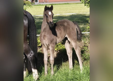 Oldenburg, Mare, , 16,2 hh, Black
