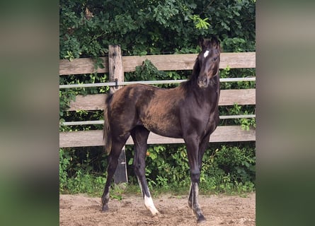 Oldenburg, Mare, Foal (03/2025), 16,2 hh, Black