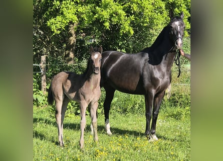 Oldenburg, Mare, , 16,2 hh, Black