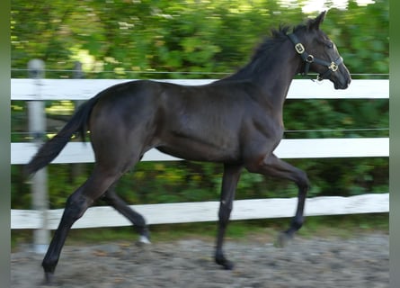 Oldenburg, Mare, Foal (03/2025), 16,2 hh, Black