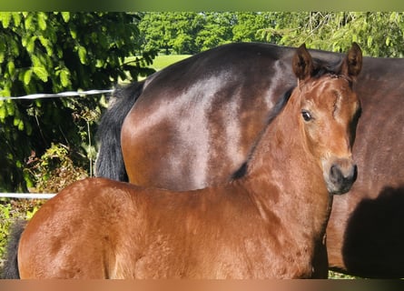 Oldenburg, Mare, , 16,2 hh, Brown