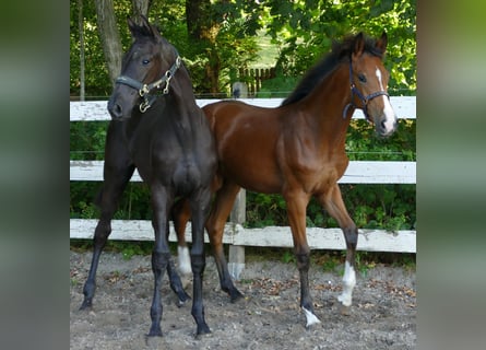 Oldenburg, Mare, Foal (02/2025), 16,2 hh, Brown