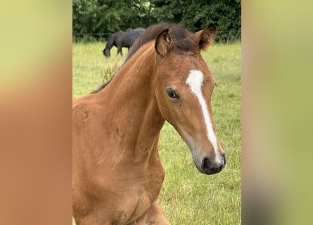 Oldenburg, Mare, , 16,2 hh, Brown