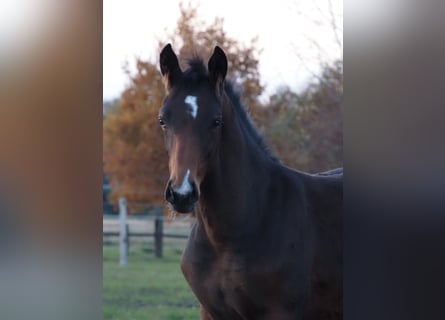 Oldenburg, Mare, Foal (06/2025), 16,2 hh, Brown