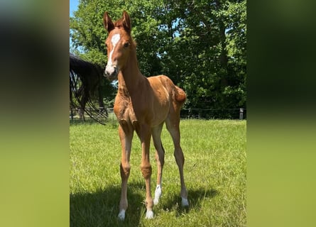 Oldenburg, Mare, , 16,2 hh, Chestnut
