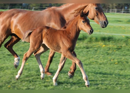 Oldenburg, Mare, , 16,2 hh, Chestnut-Red