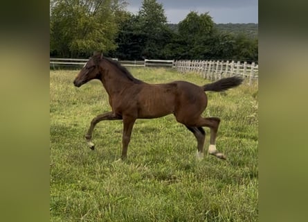 Oldenburg, Mare, Foal (05/2025), 16,2 hh