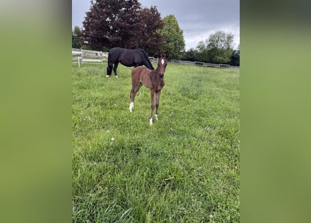 Oldenburg, Mare, , 16,2 hh