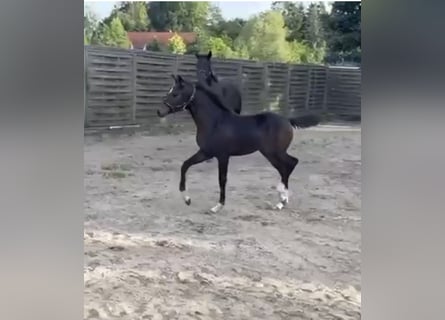 Oldenburg, Mare, Foal (05/2025), 16,2 hh
