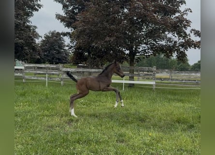 Oldenburg, Mare, , 16,2 hh