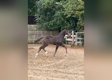 Oldenburg, Mare, Foal (05/2025), 16,2 hh