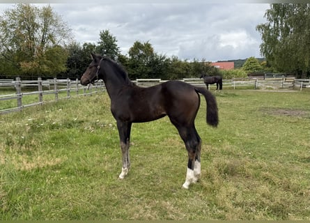 Oldenburg, Mare, Foal (05/2025), 16,2 hh
