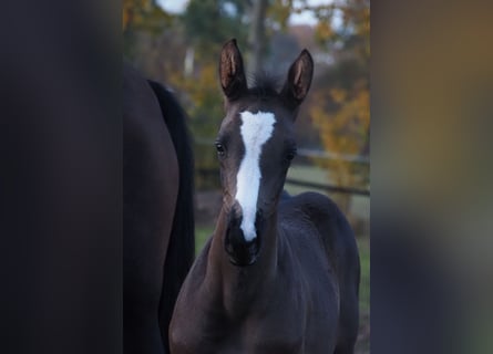 Oldenburg, Mare, Foal (08/2025), 16,3 hh, Black