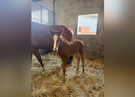 Oldenburg, Mare, , 16,3 hh, Brown