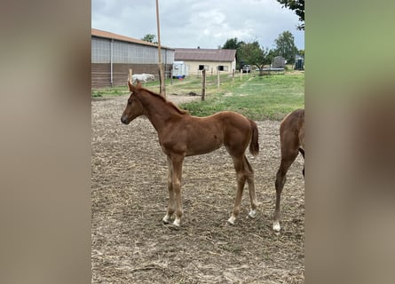 Oldenburg, Mare, , 16,3 hh, Brown