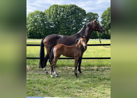Oldenburg, Mare, , 16,3 hh, Can be white