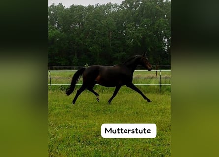 Oldenburg, Mare, Foal (06/2025), 17 hh