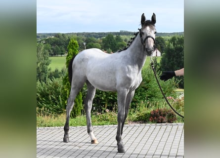 Oldenburg, Mare, Foal (01/2024), 17 hh, Gray