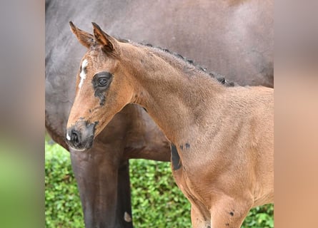 Oldenburg, Mare, Foal (06/2024), Bay-Dark