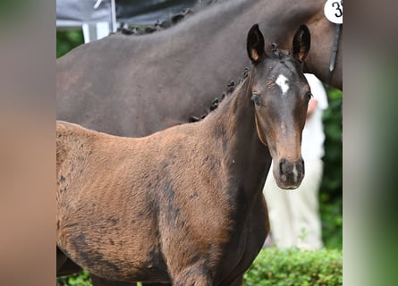 Oldenburg, Mare, Foal (04/2024), Bay-Dark