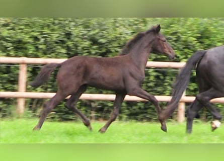 Oldenburg, Mare, Foal (04/2025), Bay-Dark