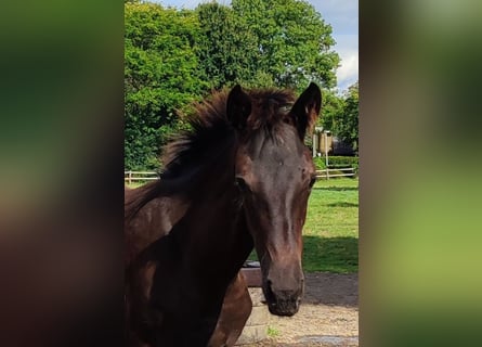 Oldenburg, Mare, Foal (04/2025), Bay-Dark