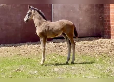 Oldenburg, Mare, Foal (04/2025), Bay-Dark
