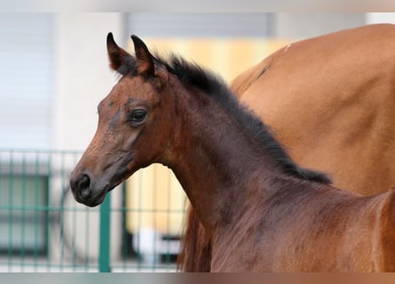 Oldenburg, Mare, Foal (06/2023), Bay-Dark