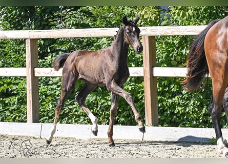 Oldenburg, Mare, Foal (06/2024), Bay-Dark