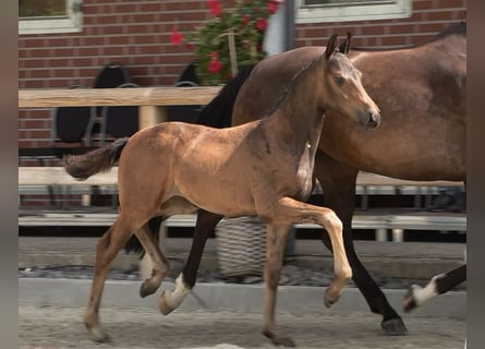 Oldenburg, Mare, Foal (05/2024), Bay-Dark