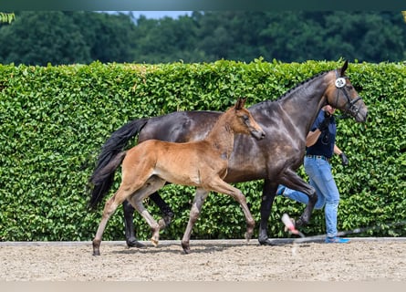 Oldenburg, Mare, Foal (04/2025), Bay-Dark