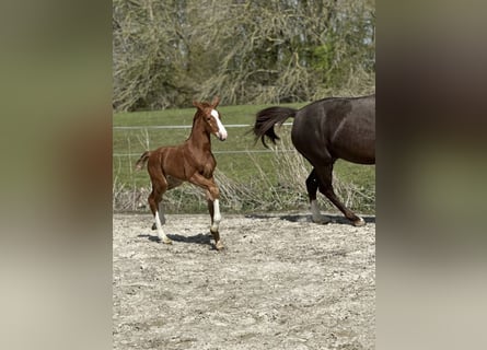 Oldenburg, Mare, Foal (01/2026), Bay-Dark