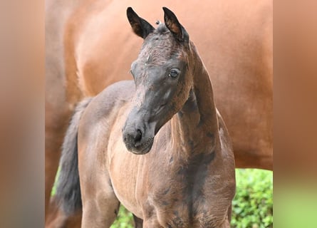 Oldenburg, Mare, Foal (05/2024), Black