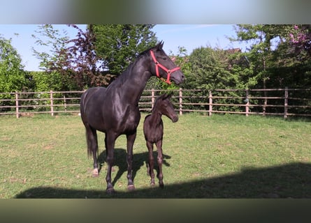 Oldenburg, Mare, , Black