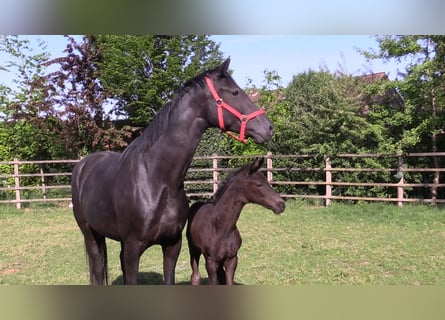 Oldenburg, Mare, , Black