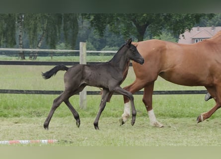 Oldenburg, Mare, Foal (05/2024), Black