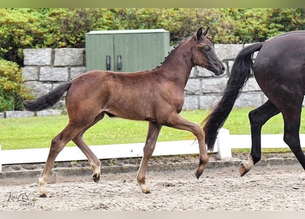 Oldenburg, Mare, Foal (04/2024), Black