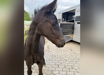 Oldenburg, Mare, , Black