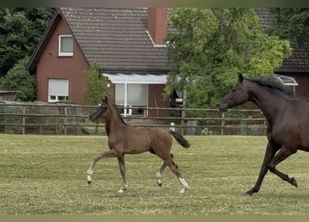 Oldenburg, Mare, Foal (05/2025), Black