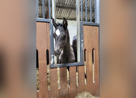 Oldenburg, Mare, Foal (05/2025), Black