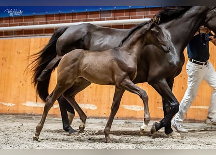 Oldenburg, Mare, , Black